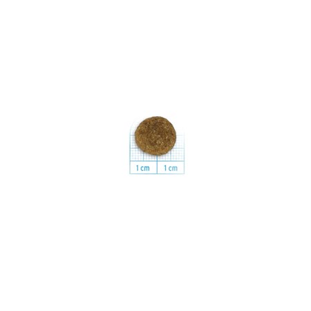 Forza 10 Medium Adult Diet Hypoallergenic Al Maiale 12 kg Per Cani in Cani