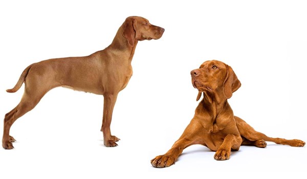 Bracco ungherese - Razza canina | Ipelosi.it