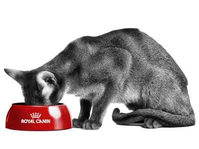 gatto